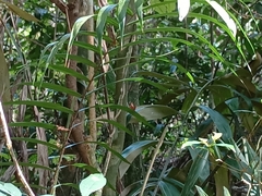 Abisara saturata kausambioides