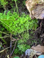 Mnium stellare