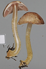 Agaricus campbellensis
