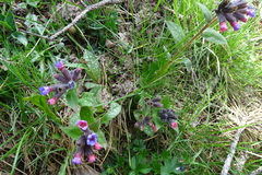 Pulmonaria affinis