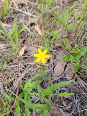 Hypoxis juncea