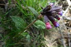 Pulmonaria affinis