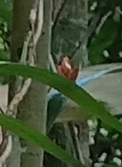 Abisara saturata kausambioides
