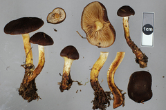 Cortinarius pholiotellus