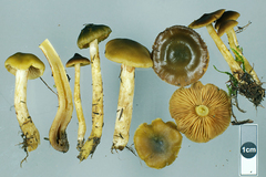 Cortinarius alienatus