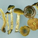 Cortinarius alienatus - Photo (c) Jerry Cooper, some rights reserved (CC BY), uploaded by Jerry Cooper