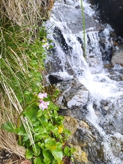 Cardamine raphanifolia