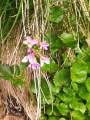Cardamine raphanifolia