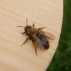 Andrena clarkella