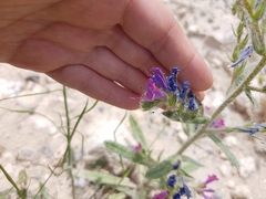 Echium vulgare