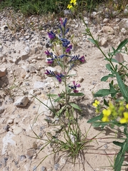 Echium vulgare