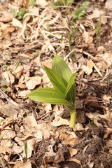 Veratrum nigrum
