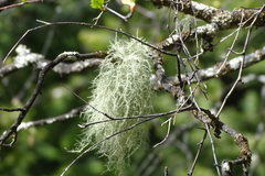 Usnea barbata