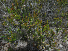 Epacris alpina
