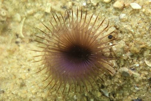 Photo of Slime tube worm (Myxicola infundibulum)