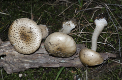 Amanita australis