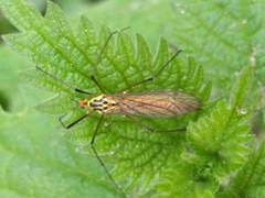 Nephrotoma submaculosa