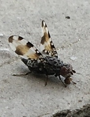 Pseudotephritis vau