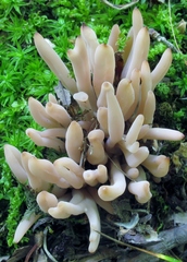 Clavaria rubicundula image
