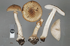 Amanita australis