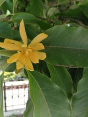 Magnolia champaca