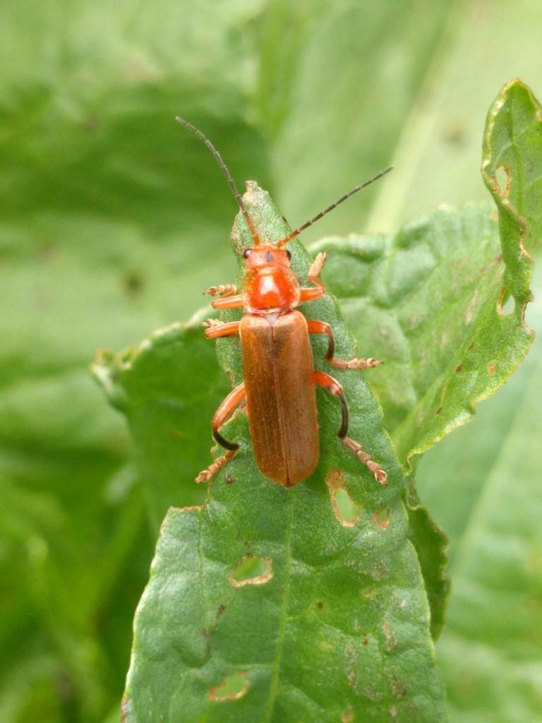 Cantharis livida from Noordwijk, ZuidHolland, Netherlands on May 22