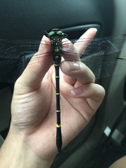 Chlorogomphus kitawakii