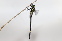 Chlorogomphus kitawakii