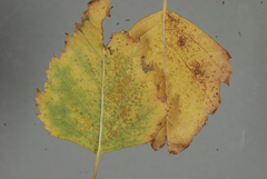 Melampsoridium betulinum