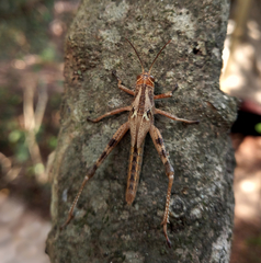 Schistocerca cancellata