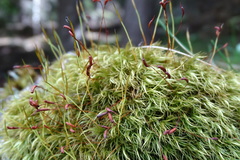 Paraleucobryum