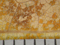 Melampsoridium betulinum