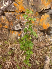 Ribes aciculare