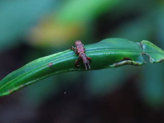 Arrhenodini