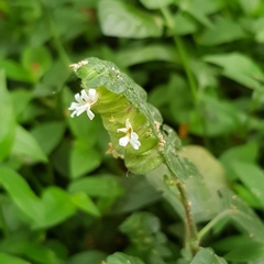 Phaulopsis imbricata