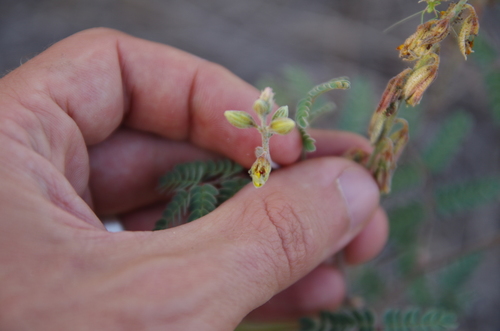 Image of Pomaria jamesii by (c) Eric Knight, some rights reserved (CC BY)