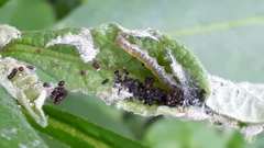 Rhectocraspeda periusalis