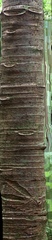 Agathis australis