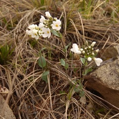 Noccaea cochleariformis