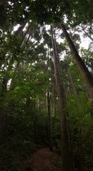 Agathis australis