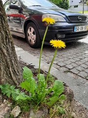 Taraxacum ekmanii
