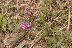 Astragalus ceratoides