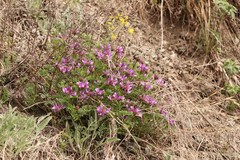 Astragalus ceratoides