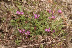 Astragalus ceratoides