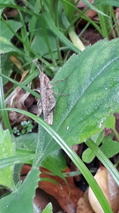 Abracris flavolineata