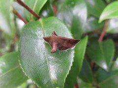 Endotricha theonalis