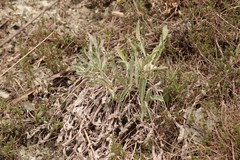 Psephellus sibiricus