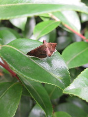 Endotricha theonalis