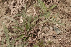 Psephellus sibiricus