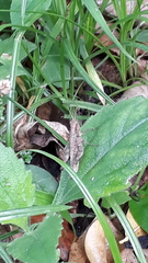 Abracris flavolineata